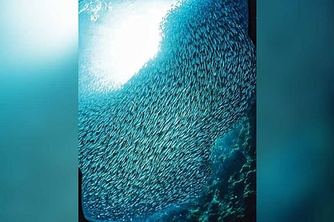 POPULAR. The sardine run is one of the best things to do in the town of Moalboal, south of Cebu province. (SunStar File Photo)