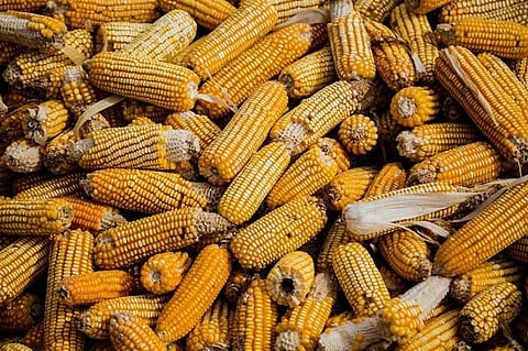 Governor Garcia eyes yellow corn expansion before exit