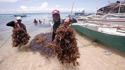 Seaweed production in CV plummets 90%