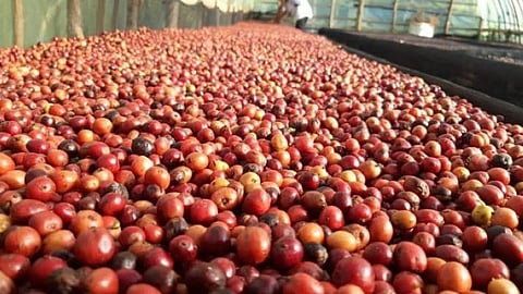 PH targets coffee comeback by 2035