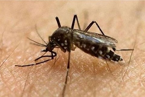 Wolbachia method batok dengue giduso sa konseho