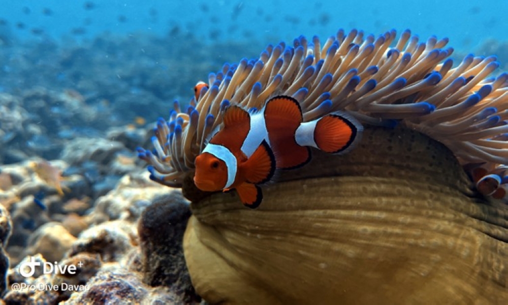 FUN DIVING. Department of Tourism in Davao Region is promoting scuba diving in Samal in a bid to help revive the local tourism in the area.