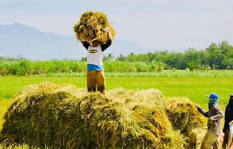 Rice price dip drags down April Inflation in Davao del Norte