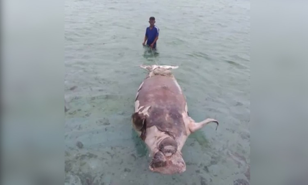 The dead sea cow locally known as "dugong" found in Macahulom Reef, one of the reefs at the Sagay Marine Reserve in Sagay City, on Monday, July 18. (Contributed Photo)