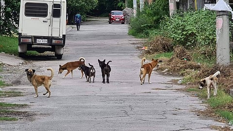 Man gets online beating for hitting ‘wild’ dog