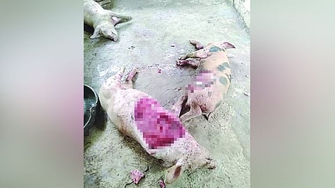 GIPATAY: Kabahin kini sa lima ka mga baboy sa pamilyang Magno sa Barangay Canlumampao, Dakbayan sa Toledo nga nadiskobrehan sa sayo sa buntag sa Huwebes, Agusto 4, 2022 nga katingad-an kay patay na human gikaon ang atay ug kasingkasing. / Tampo