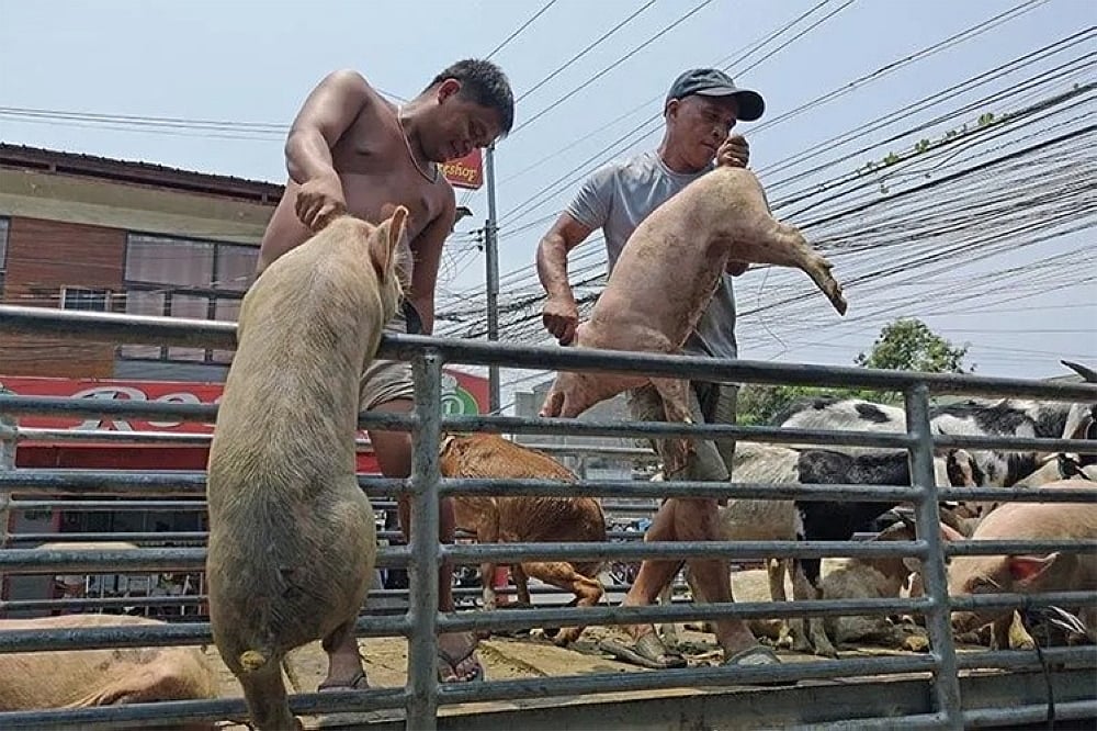 Explainer Increase in livestock slaughter and meat transport fees in