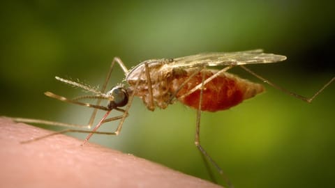 PhilHealth benefit sa malaria gipasakaan