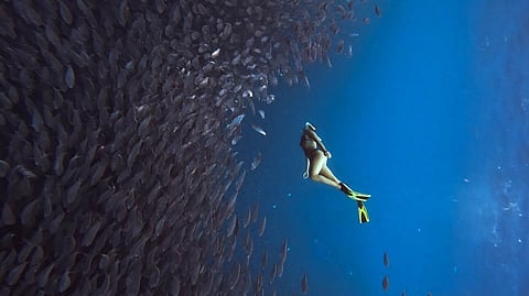 NUMBERS GAME. The tourist town of Moalboal has already matched 34 percent of its 2022 income from snorkeling in the first two months of the year alone. (Contributed photo)