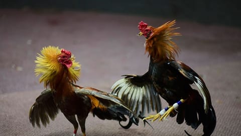 Bantayan execs ‘ignored’ illegal cockfights