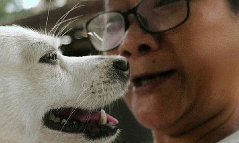 Over 160K pets vaxxed, as CVO boosts animal welfare program