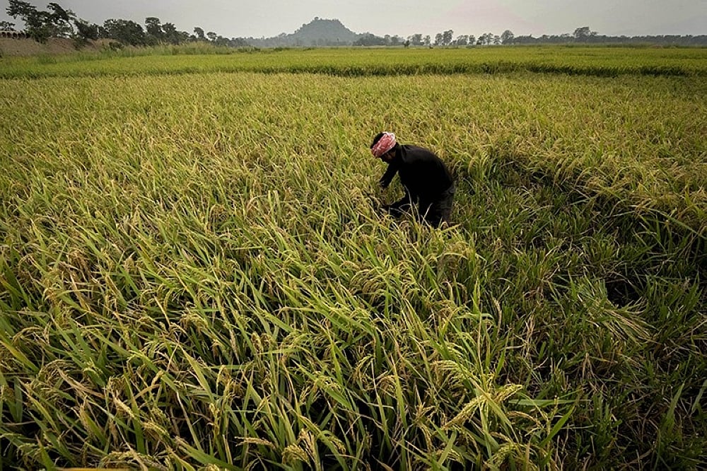 CAgrO deploys measures vs El Niño - Vimarsana News