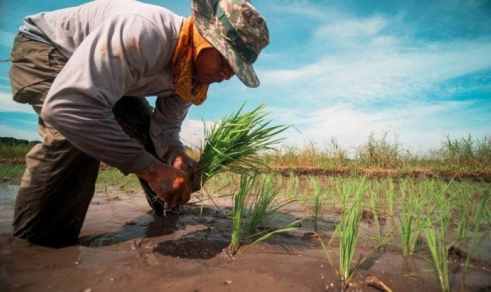 Assisting Davao City Farmers Affected by Landslide and Flooding: City Government's Response - Vimarsana News