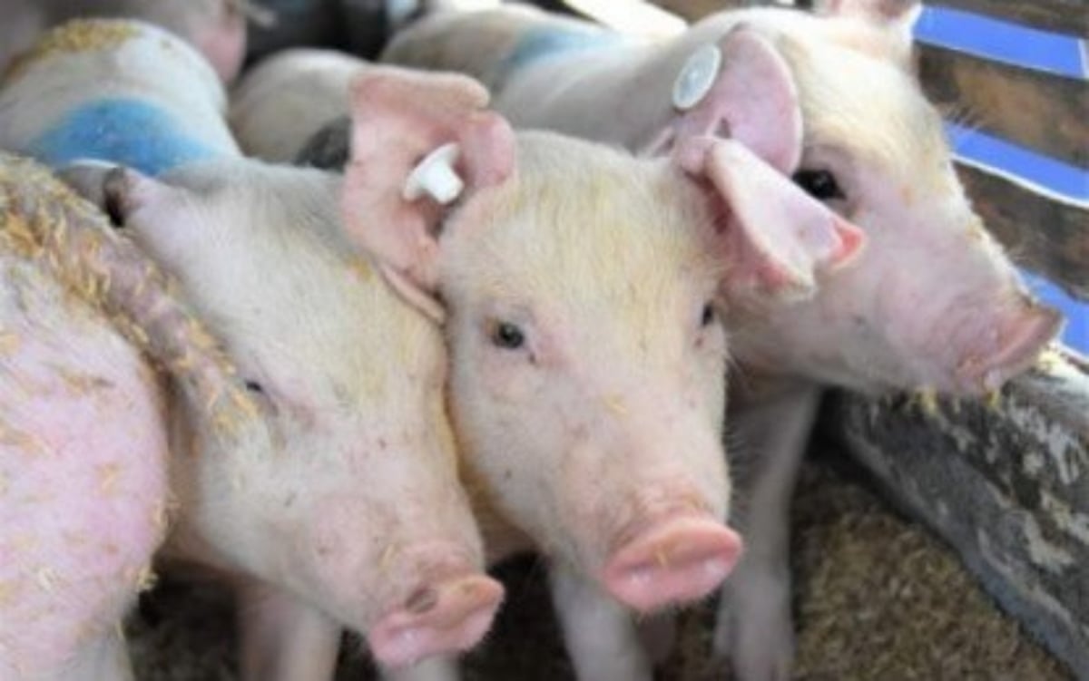 Negros Occidental Establishes Swine Nucleus Farms for Herd Repopulation ...