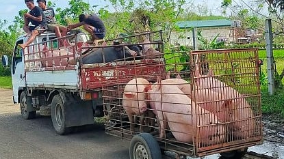 Negros Occidental Live Hog Prices Drop Due to ASF Certification Issue