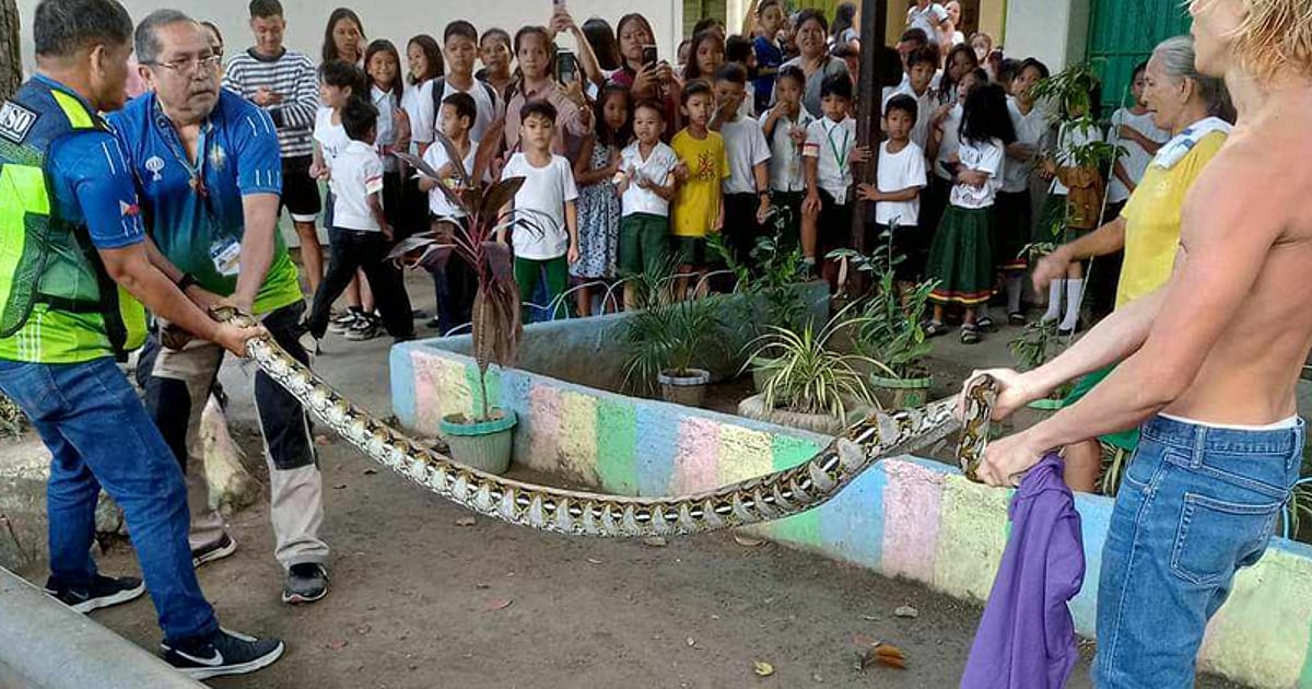 6-foot-long python caught in Talamban