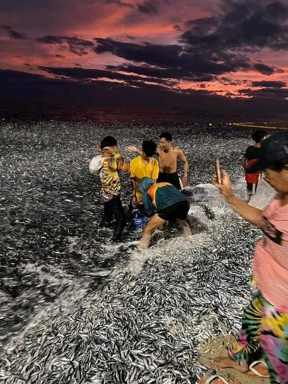 Pagdagsa sa mga isda naa na kaniadto