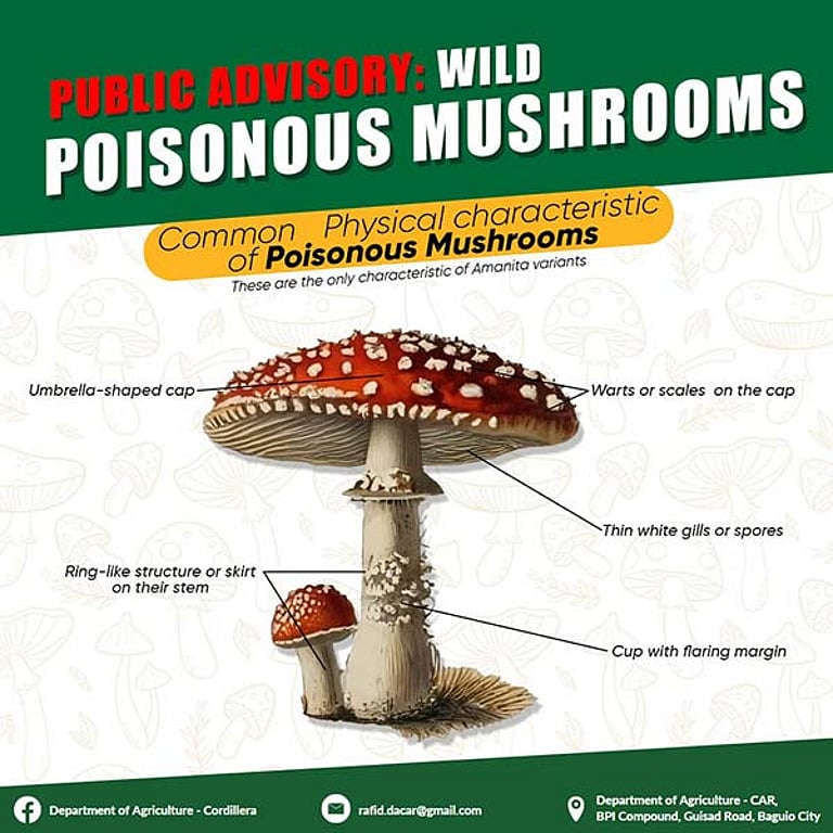 버섯 갓, 줄기, 주름 등 독버섯 외형적 특징 강조된 사진