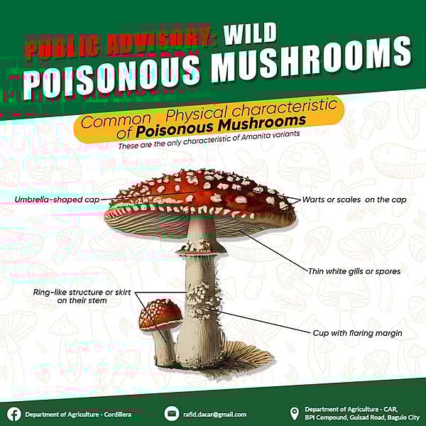 버섯 갓, 줄기, 주름 등 독버섯 외형적 특징 강조된 사진 