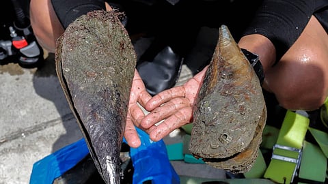 Pen Shell Fish Endangered noble pen shell found in Cebu
