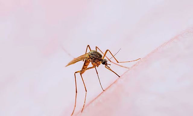 Dengue Cases Could Spike After Typhoons Tino and Uwan, DOH Warns