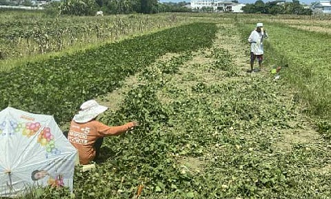 Modernong Agrikultura: Ang Susi Para Maakit ang Kabataan sa Larangan ng Pagsasaka - Marcos Jr.
