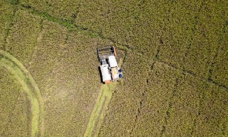 Philippines Rice Deficit Hits 18% as Production Stagnates Since 2017