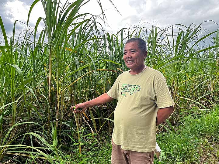 Cebu’s ‘sugar bowl’ at a crossroads