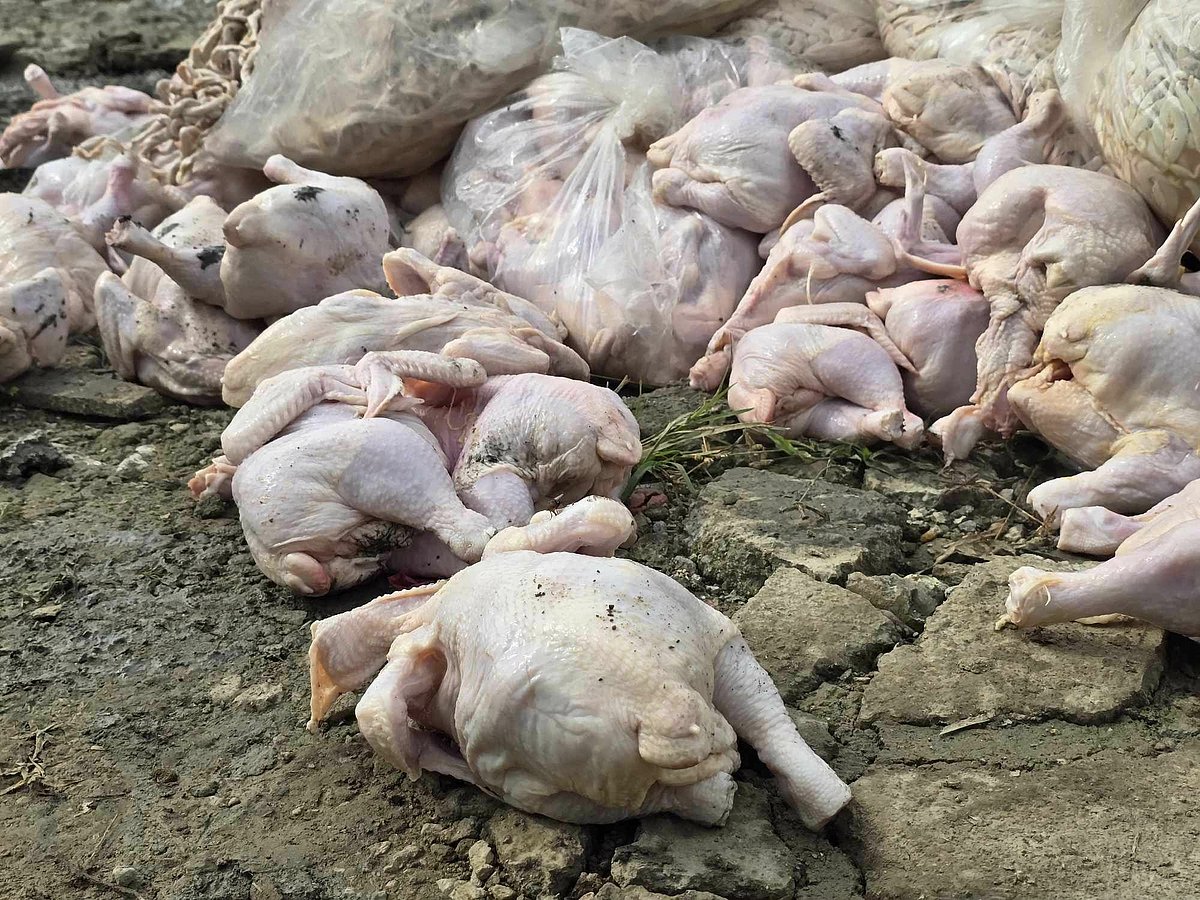 4,000 Kilos of Smuggled Chicken Meat Seized in Lapu-Lapu City Raid