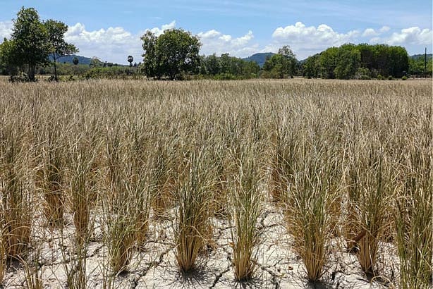 2025 Poised to Rank Among Top 3 Hottest Years Ever Recorded, EU Climate Watchdog Warns