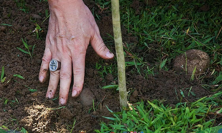 Cebu Archbishop Calls for Tree Planting After Devastating Floods