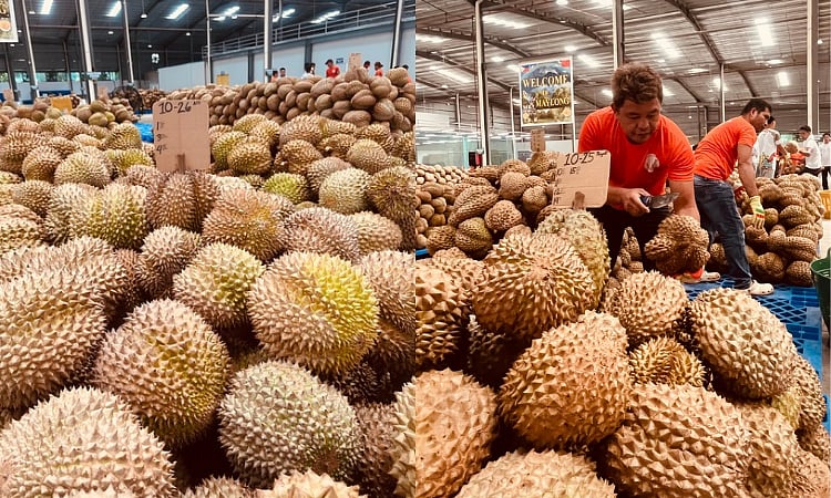 Davao Durian Exporters Boom: 19 Companies Now Shipping Overseas