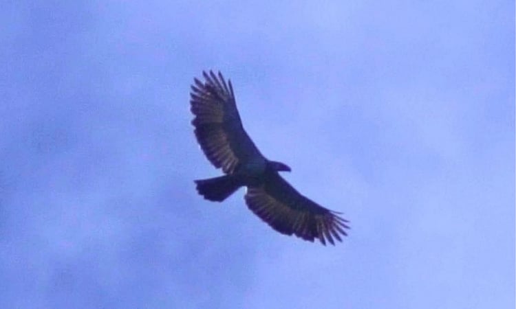 Philippine Eagle Returns to Mount Sinaka After 2-Year Absence