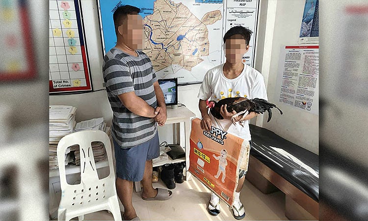 P80,000 Fighting Cocks Stolen in Toledo City Farm Robbery