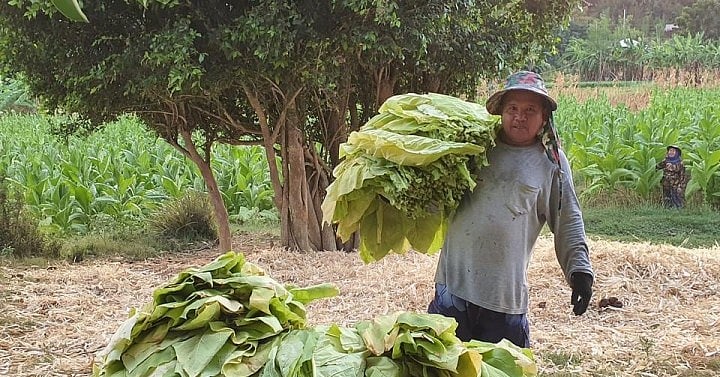 Davao de Oro Agri Fair Empowers Youth Farmers with Technology and Innovation