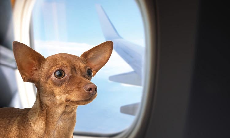 Philippine Airlines Launches FurPAL: Pets Now Fly In-Cabin