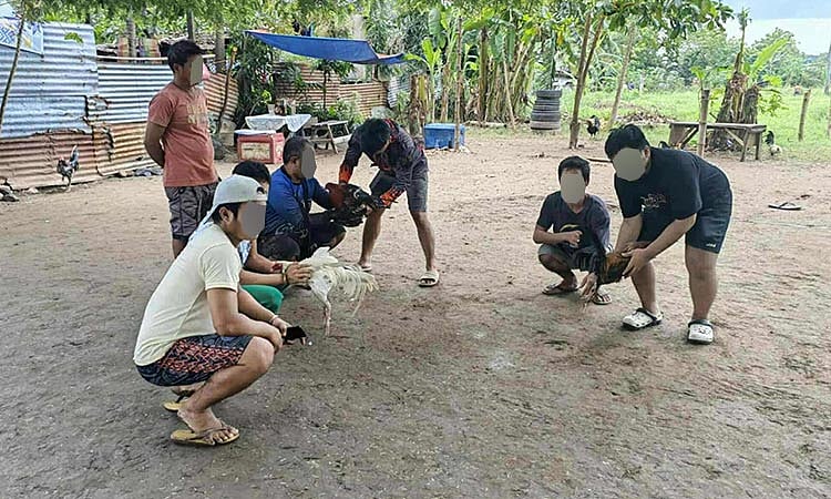 7 Gamblers Arrested in Talisay City Cockfighting Raids