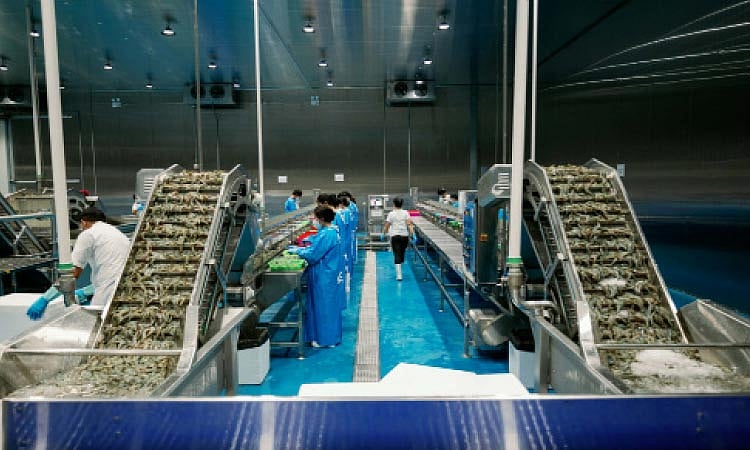 Toledo's P300M Shrimp Plant to Hire 300, Revive PH Exports