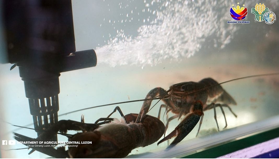 Philippines Launches Largest Crayfish Nursery to Boost Global Aquaculture