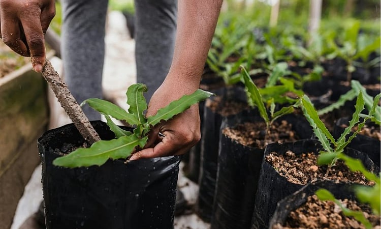 PEF Plants 200,000 Trees for Philippine Eagle, Aims for 3 Million