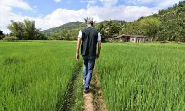 DA Eyes 300,000 MT Rice Imports in February to Stabilize Supply and Prices