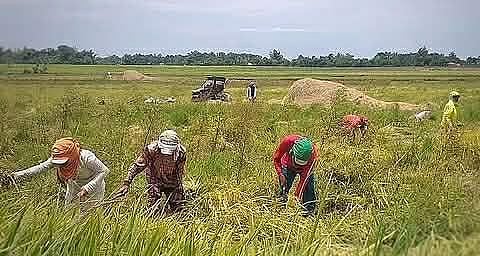 Philippines Agricultural Trade Deficit Narrows as Exports Surge in December 2025