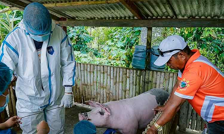 Davao del Norte steps up swine disease checks
