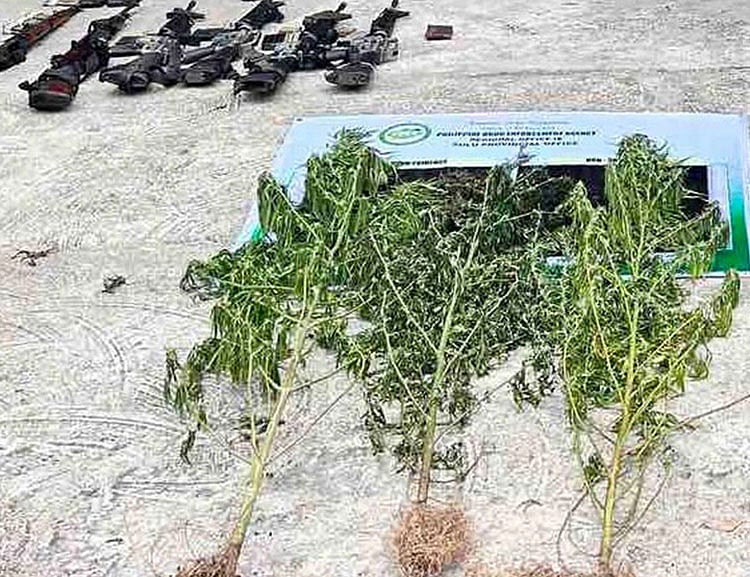 Lawmen destroy P18.2M marijuana plants in 2 plantations in Sulu