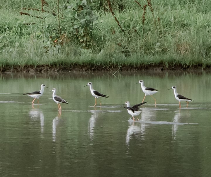 Annual Waterbird Census Records 7,600 Birds Across Zamboanga Wetlands