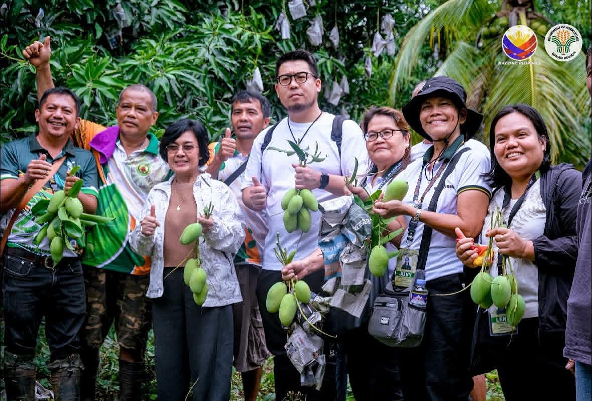 Samal's Golden Mangoes Eye Japanese Market as Export Talks Advance
