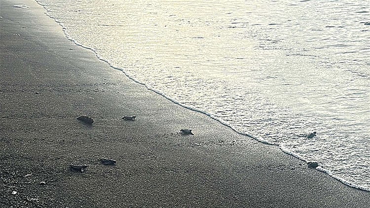 Chevron's Batangas Coastal Cleanup Yields 146 Olive Ridley Turtle Hatchlings