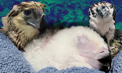 Philippine Eagle Chick No. 32 