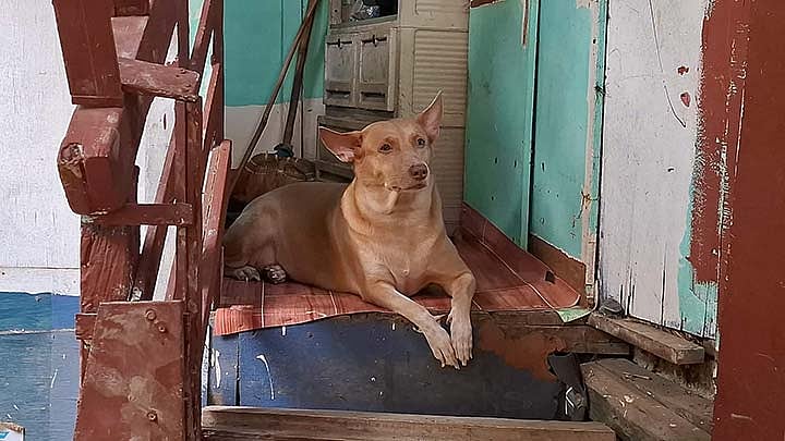 Binuhi’ng iro ni Atoy nagpaabot sa iyang pagpauli