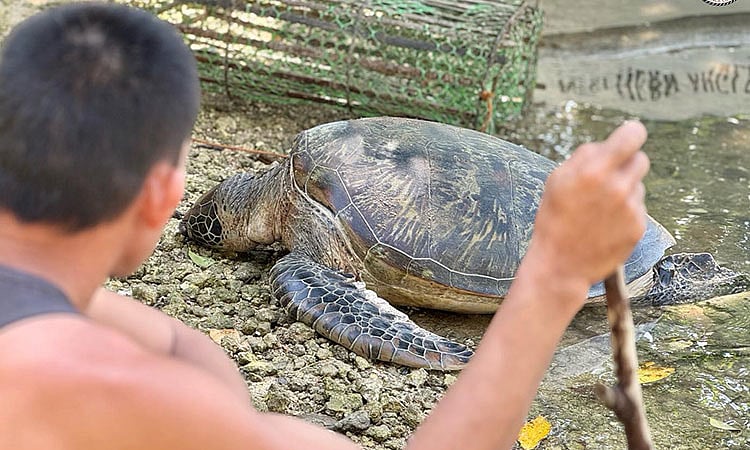 Patay nga pawikan gidagsa sa Tabogon
